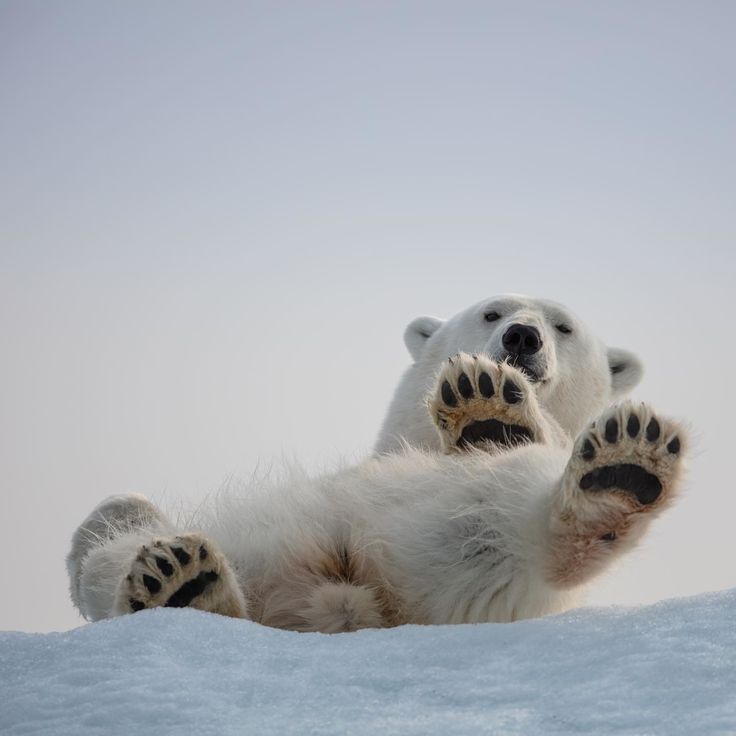 a polar bear laying on its back in the snow with it's paws up