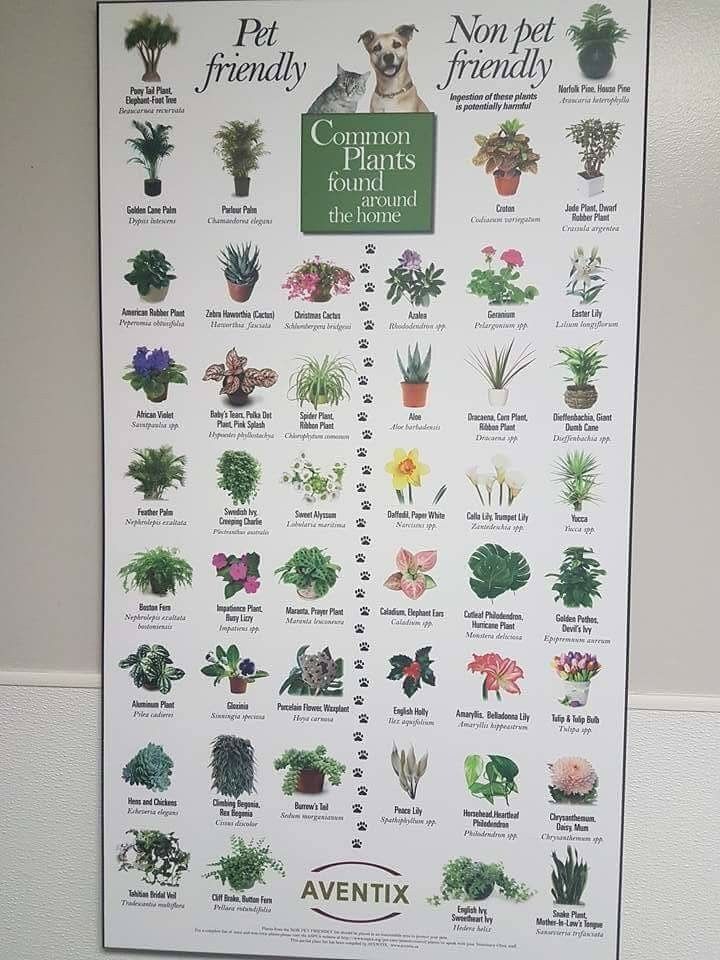 a poster on the wall displaying different types of plants