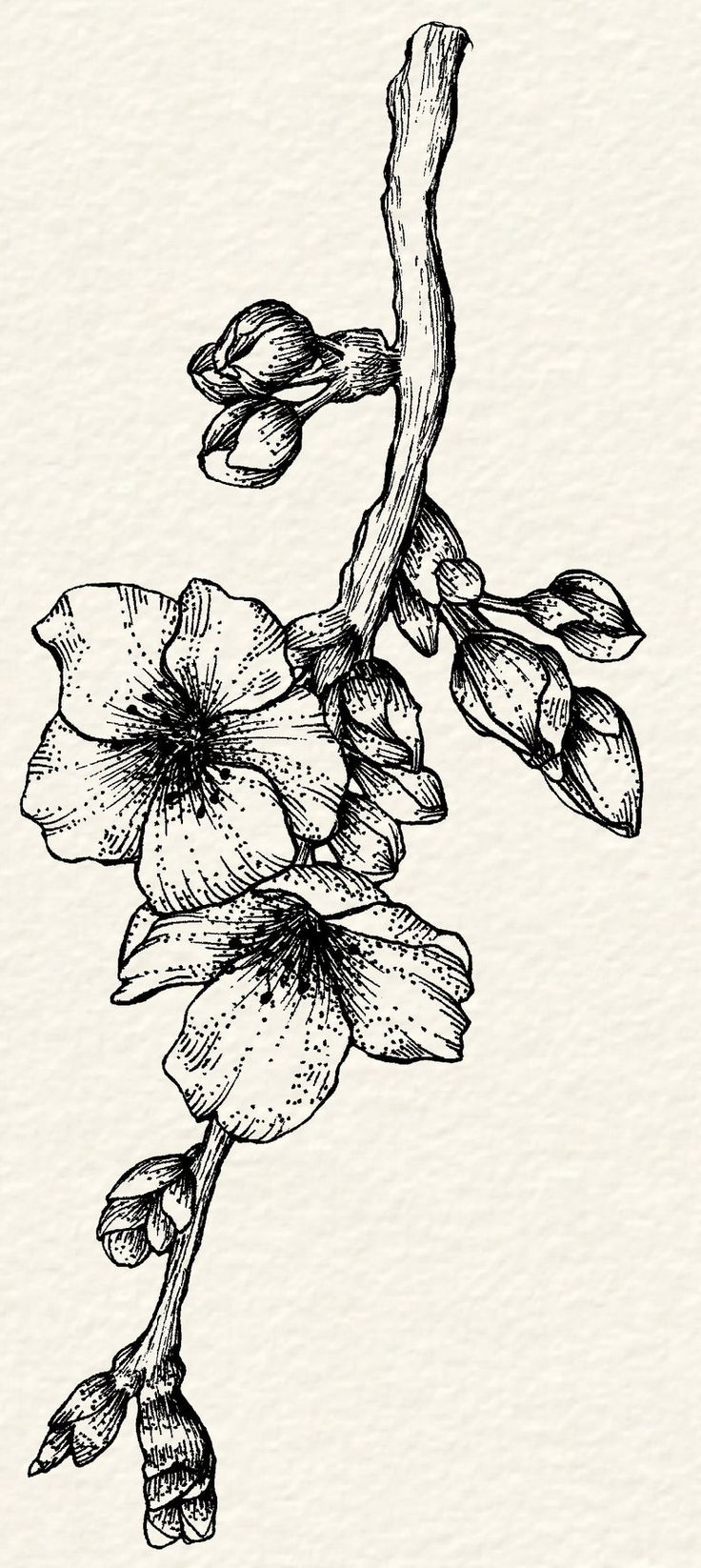 an ink drawing of flowers on a branch