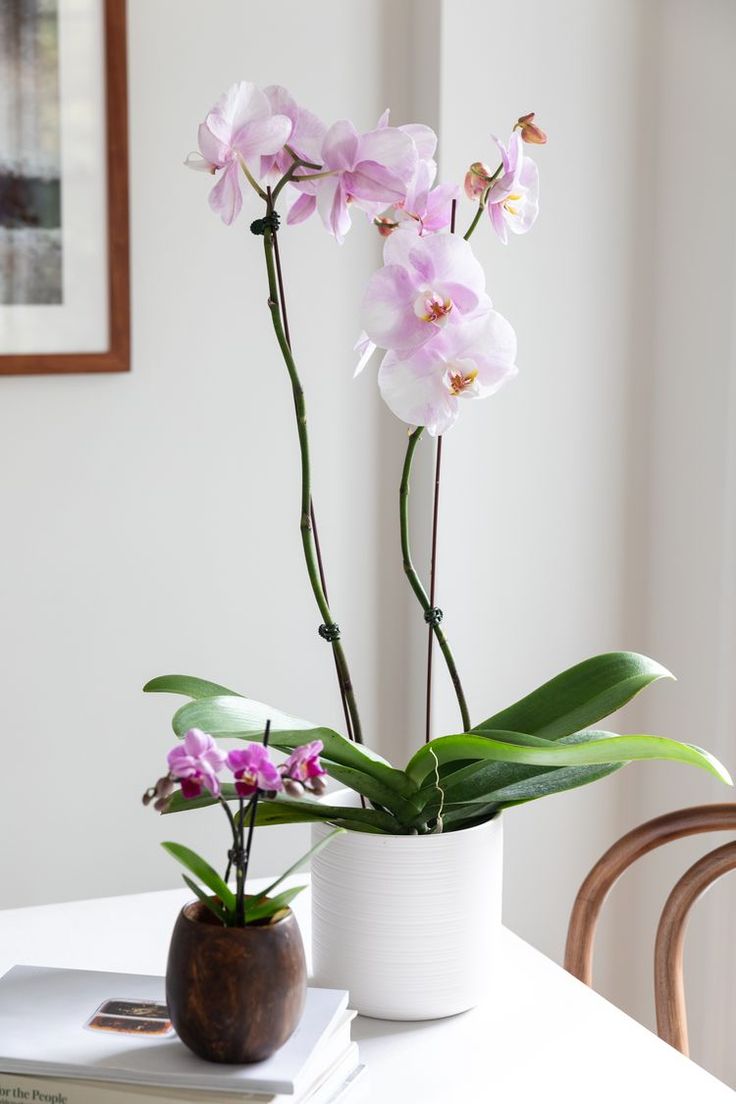 two pink orchids are in a white vase on a table next to a book