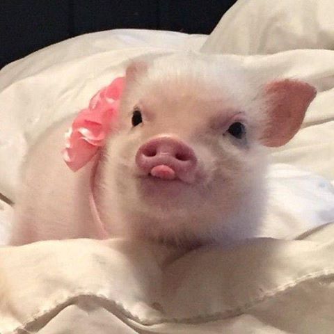 a small pig with a pink bow on it's head sitting in a blanket