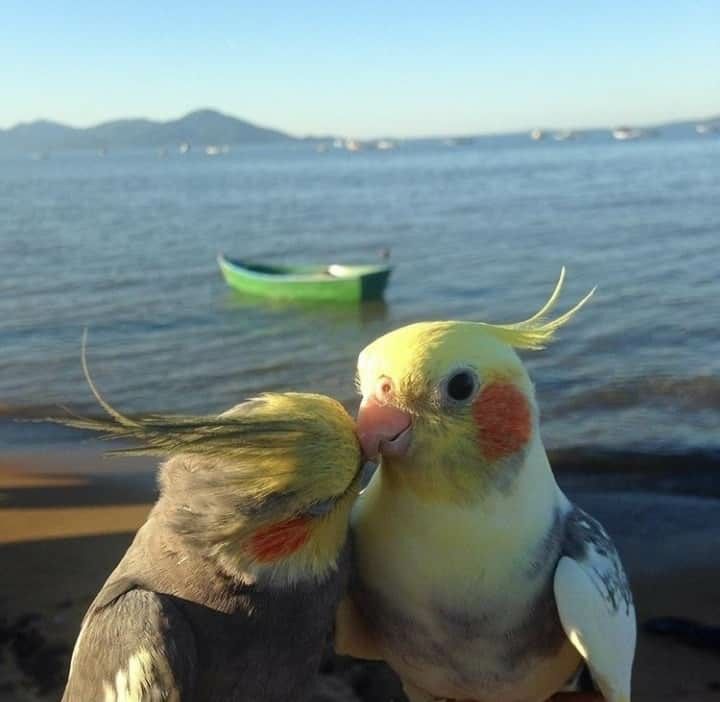 two birds are kissing each other on the beach next to the water with boats in the background