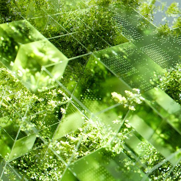 an abstract green background with squares and plants