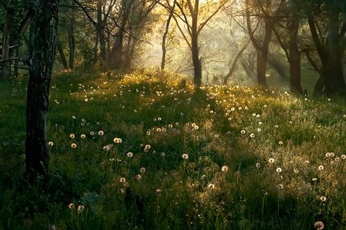 the sun shines through the trees and grass in this field with dandelions