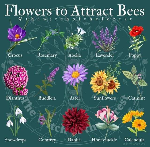 flowers to attract bees in the wildflowers and other plants that are blooming