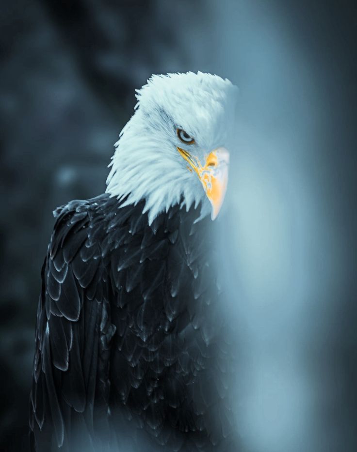 an eagle is standing in front of a dark background