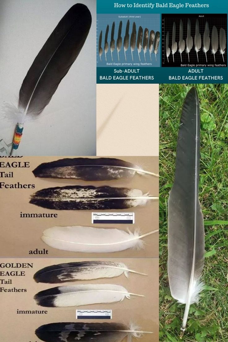 several feathers are shown with different types of feathers