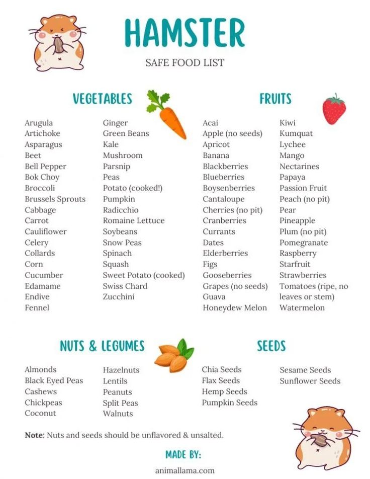 the hamster food list is shown here