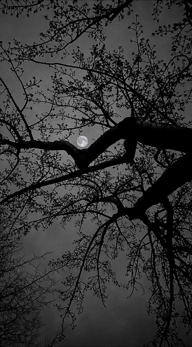 the moon shines through the branches of a tree in black and white, as seen from below