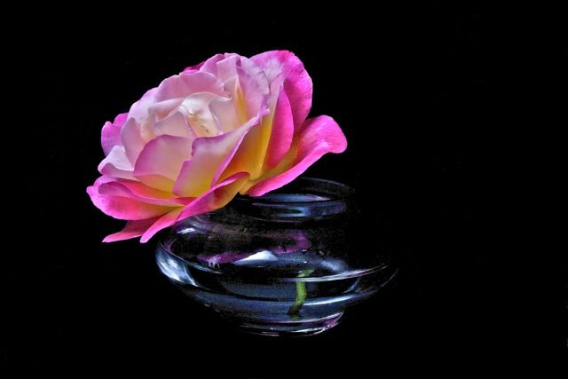 a single pink rose in a glass vase on a black background with water and reflection