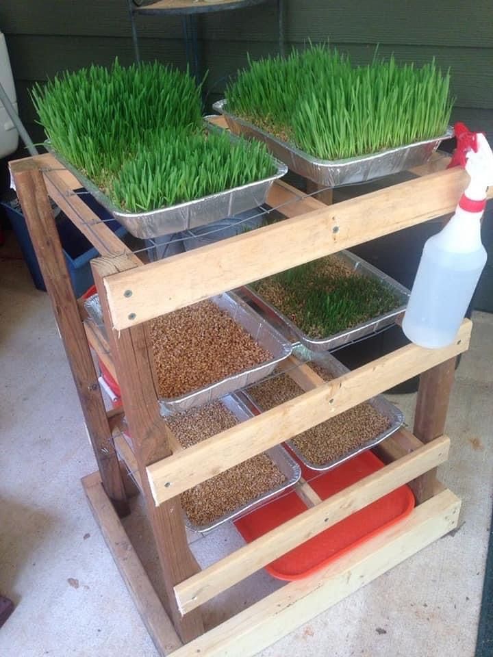 several trays filled with grass and other items sitting on top of a wooden shelf