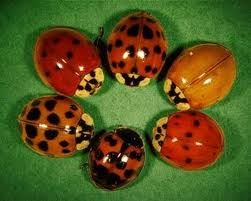 six ladybugs are arranged in a circle on a green surface