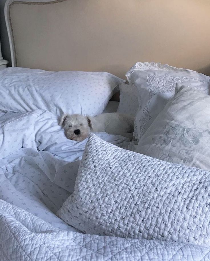 a small white dog laying on top of a bed covered in blankets and pillows,