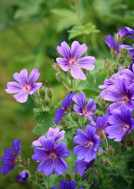 purple flowers with green leaves in the background