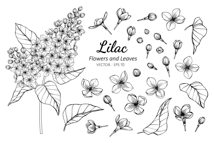 the flowers and leaves are drawn by hand on a white background with place for text