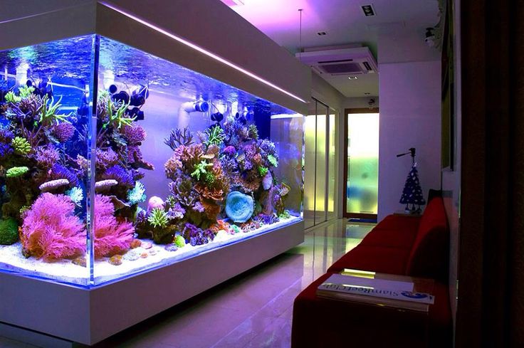 an aquarium with many different types of fish in it