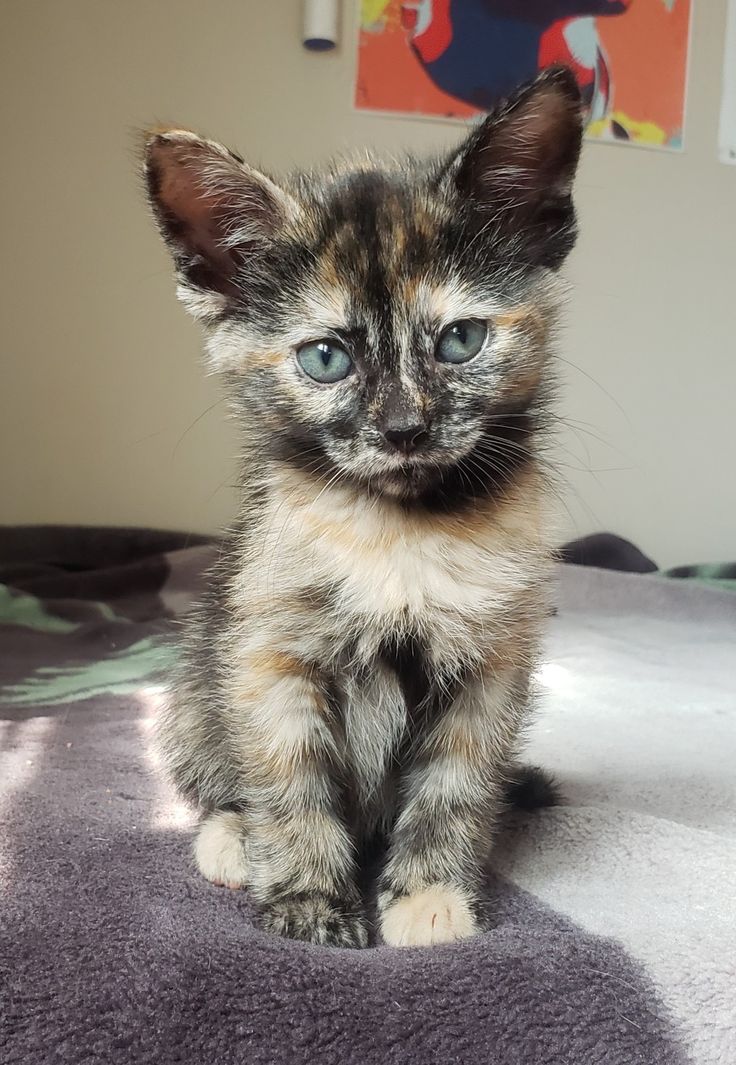 a small kitten sitting on top of a bed