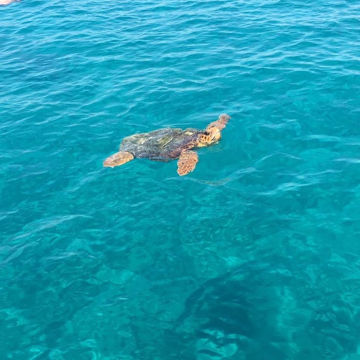 a sea turtle swimming in the ocean