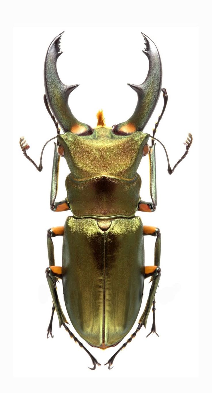 a green beetle with horns on it's back