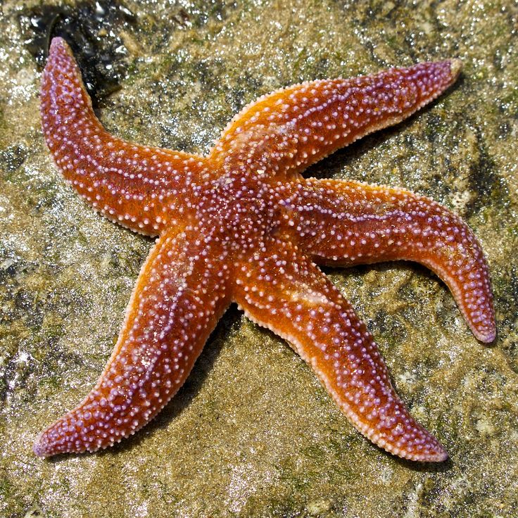 an orange and white starfish laying on top of a rock