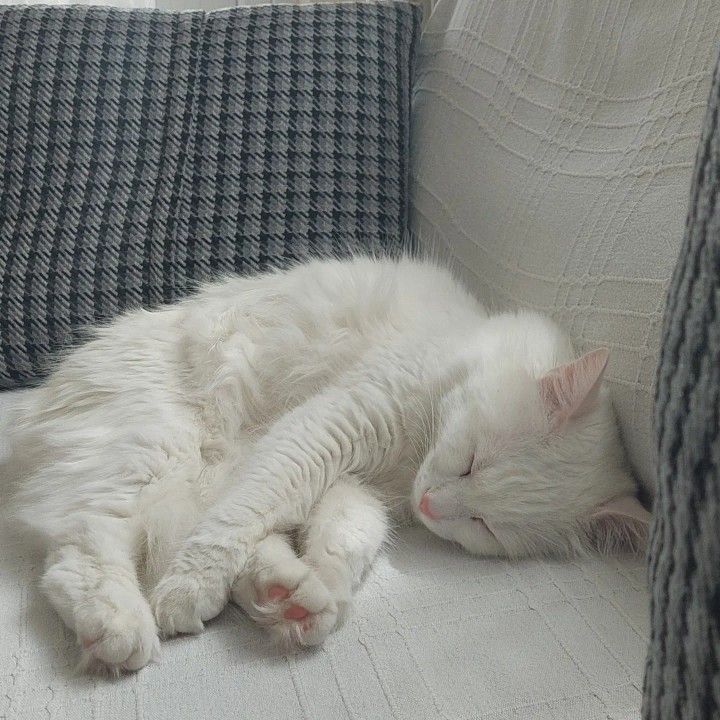 a white cat sleeping on top of a couch