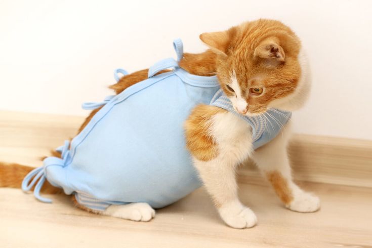 an orange and white cat playing with a blue bag