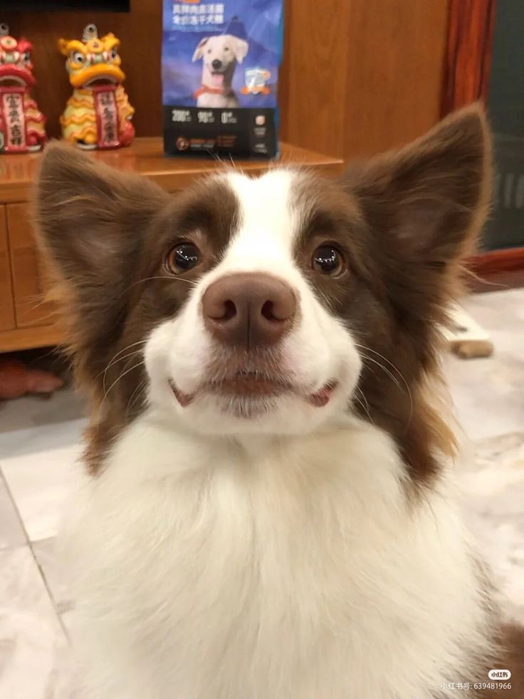 a brown and white dog is looking at the camera