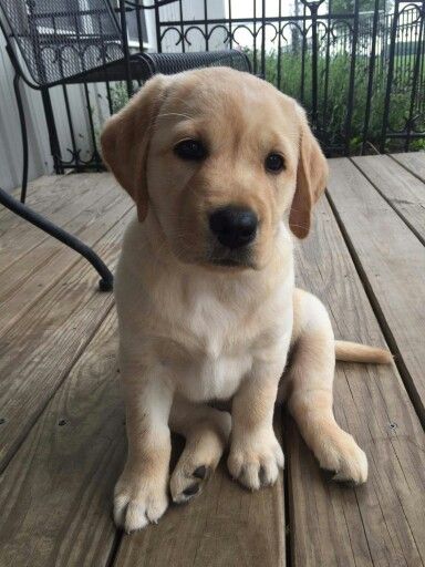 a puppy sitting on top of a wooden deck