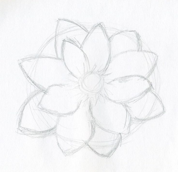 a pencil drawing of a flower on paper