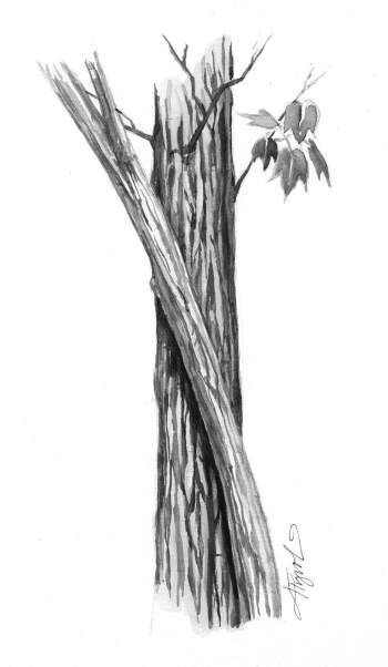 a pencil drawing of a tree trunk