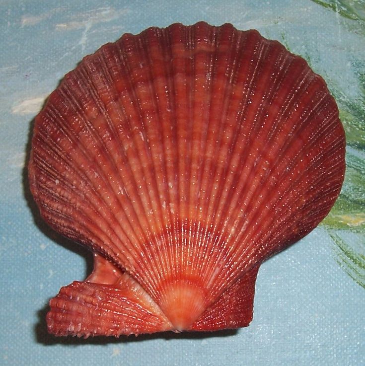 a red sea shell sitting on top of a blue surface