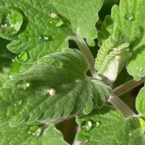 green leaves with drops of water on them