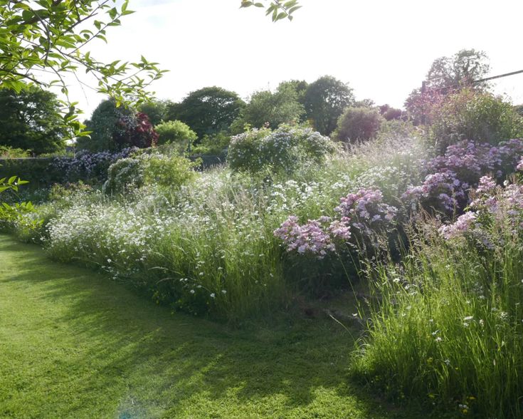 the garden is full of flowers and grass