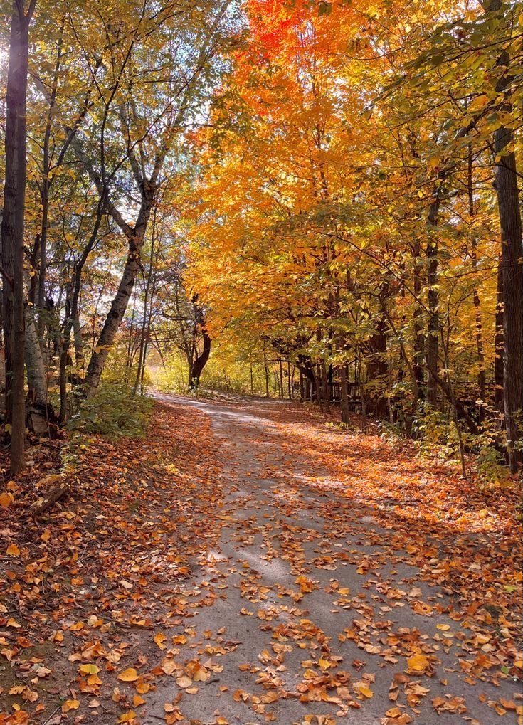 a dirt road surrounded by trees with leaves on the ground