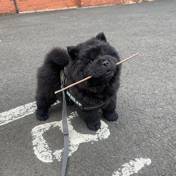 a small black dog with a stick in its mouth on a leash standing on the street