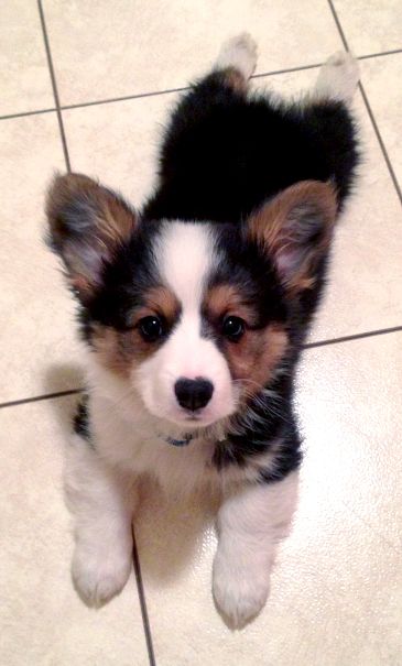 a small black and white dog sitting on top of a floor next to a tile floor