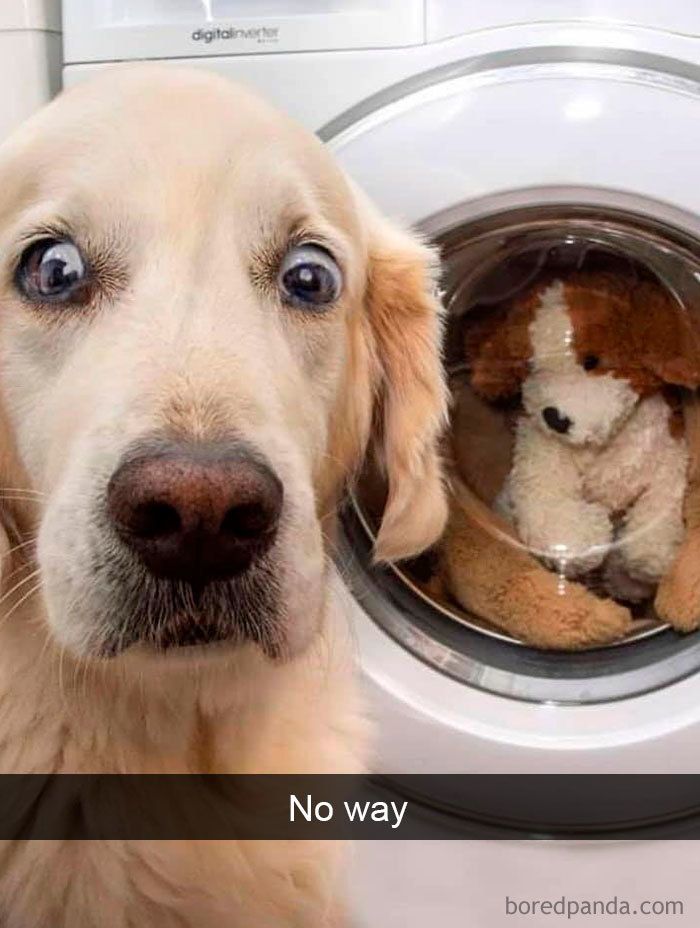 a dog is looking at the camera while holding a teddy bear in front of it