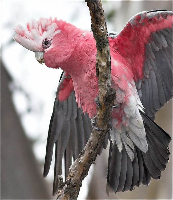 a pink and white bird sitting on top of a tree branch with its wings spread