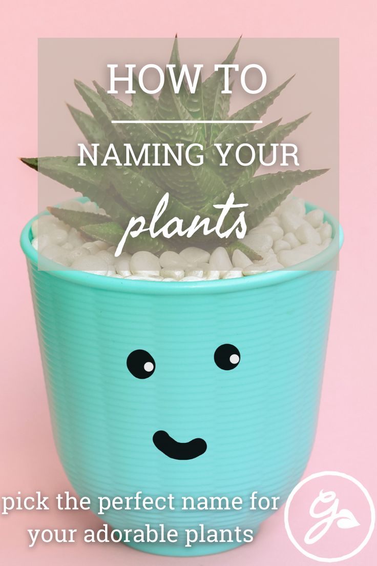 a potted plant with the words how to naming your plants pick the perfect name for your adorable plants