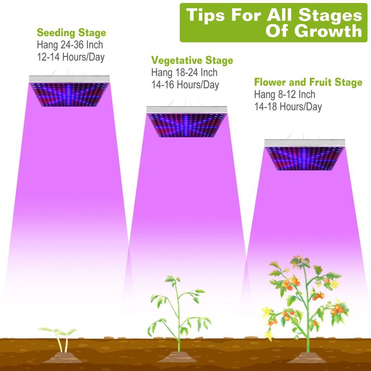 three stages of growing plants in the ground, with text explaining tips for all stages of growth