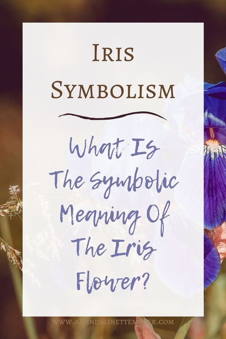 iris flowers with the text iris symbolism what is the symbolic meaning of the iris flower?