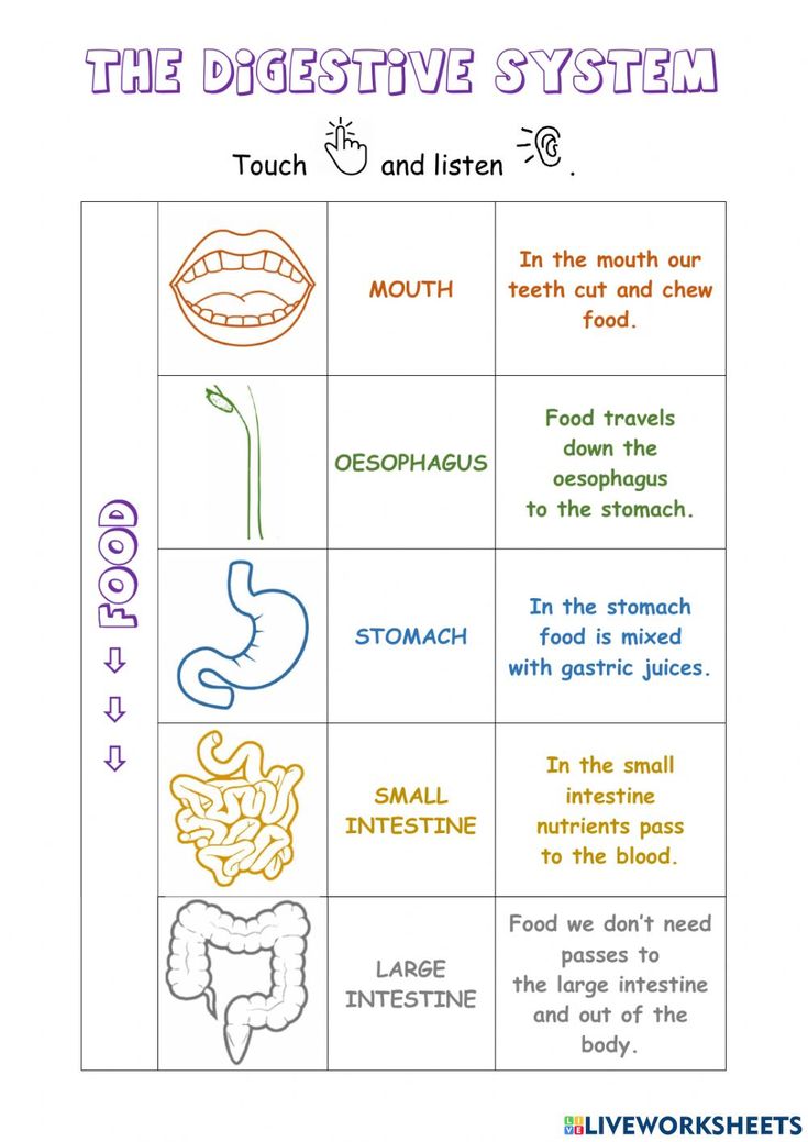 the digest system worksheet for kids to learn and practice their body's functions