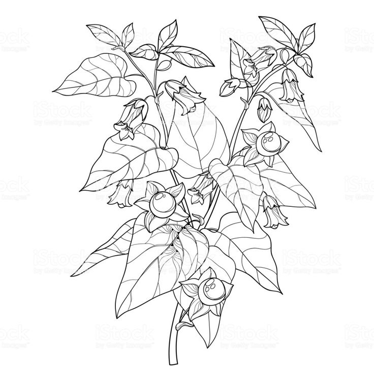 a plant with leaves and flowers in black and white stock photo, flower drawing, line art