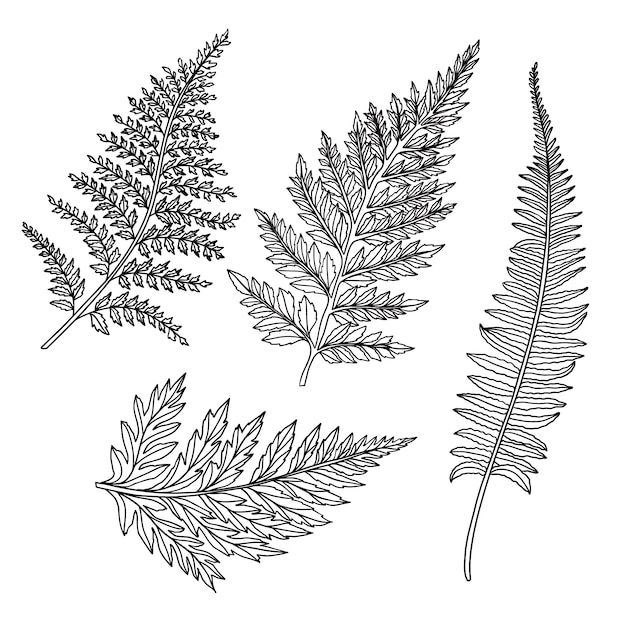 three different types of leaves on a white background