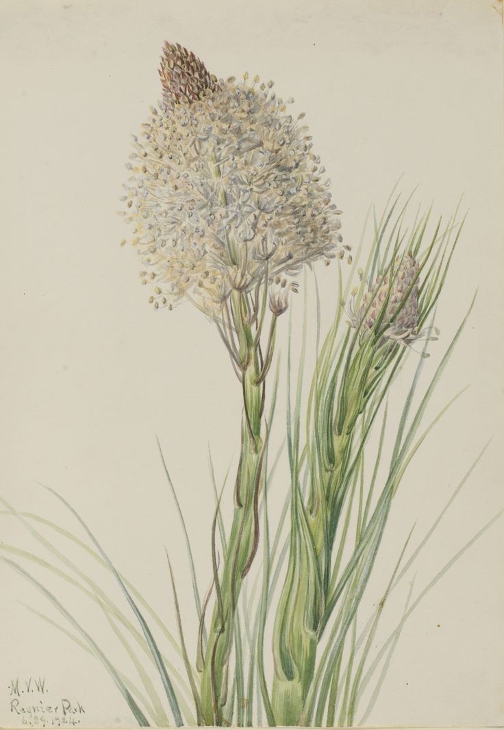 a drawing of a flower with long green stems