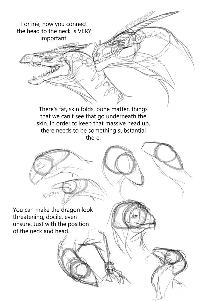 how to draw an alligator's head with different angles and lines on the body