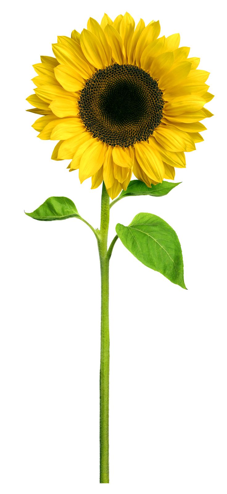 a single sunflower with green leaves on a white background