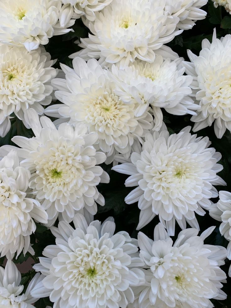 many white flowers with green stems in the middle and one large flower on the other side