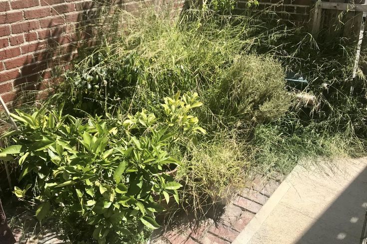 some plants are growing next to a brick wall