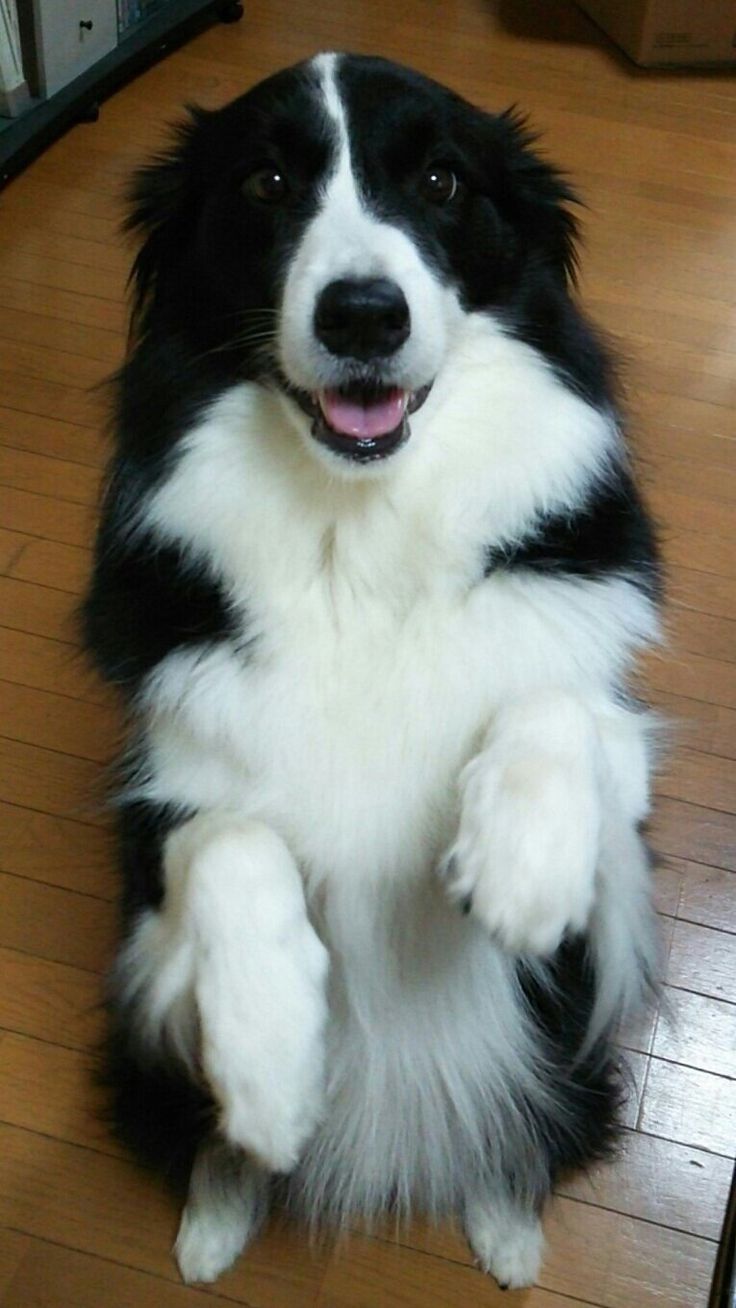 a black and white dog sitting on top of a hard wood floor